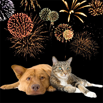 dog-cat-fireworks.jpg
