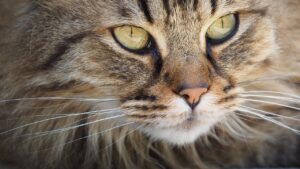 Close up photo of a cats face is a great way to show their features