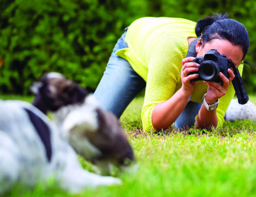 Capturing the perfect photo of your dog