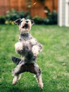 photographing a jumping dog