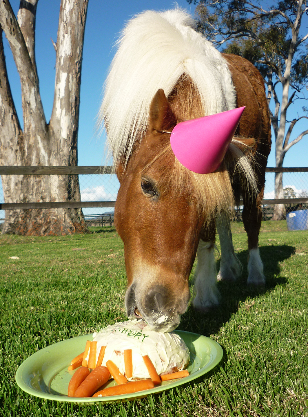 Happy Birthday To The Horses!!! - vet-n-pet DIRECT Blog