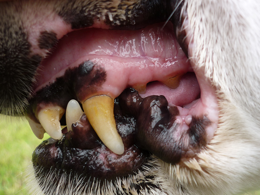 Symptoms To Watch For In Your Dog: Bad breathing (Halitosis ...