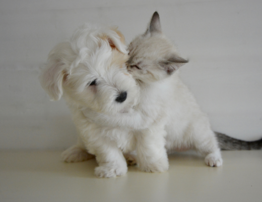 A new puppy and kitten playing together