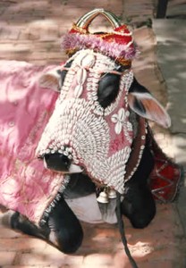 Photo sourced from http://cattle-cow-bovine.information-and-facts.com/importance-of-cows-in-india/