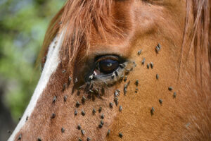 Flies bother horses especially around their eyes, what can you do to protect your horse?
