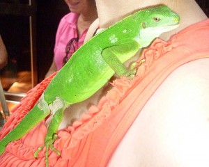 An Iguana sitting on my shoulder