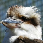 kookaburra_4blog