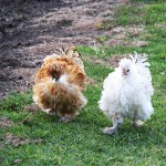 Our Silky x Frizzle x Naked Neck Hens