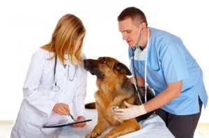 Two vets examining dog