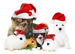 xmas-pets