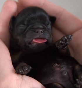 pug-newborn-4blog