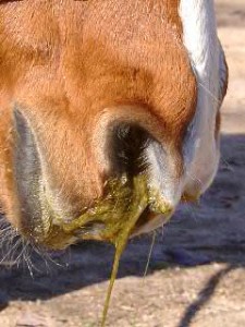 A horse suffering from choke and showing nostril discharge 