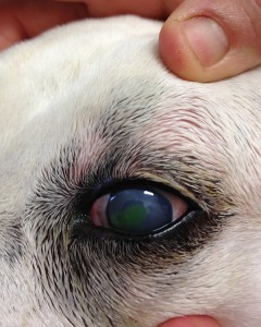 Lilly's eye - the green stain shows the corneal ulcer. 