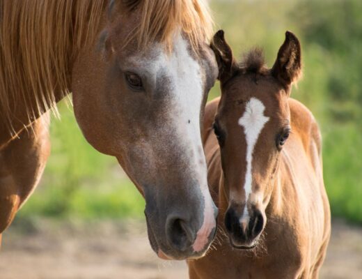 A mare with foal after breeding