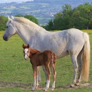 A mare with her foal after breeding. 