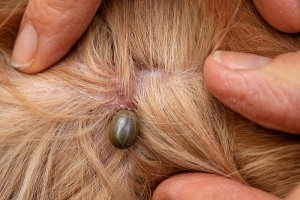 ticks-on-dog