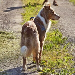 australian-shepherd-237014_640