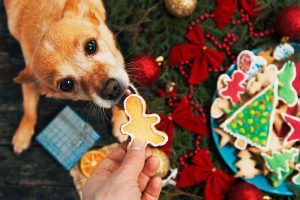 Sharing Christmas foods with your dog can be dangerous and make them sick