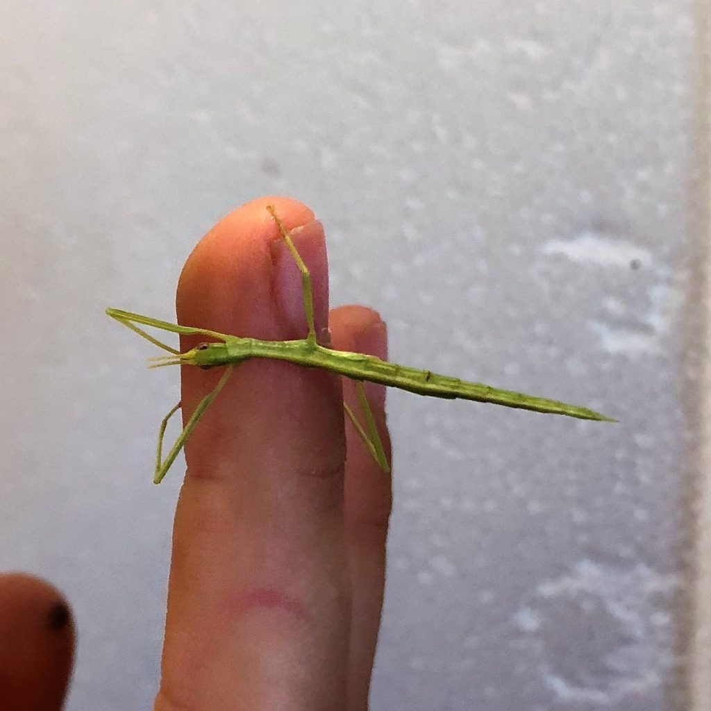 Stick Insects As Pets - The vet-n-pet Blog