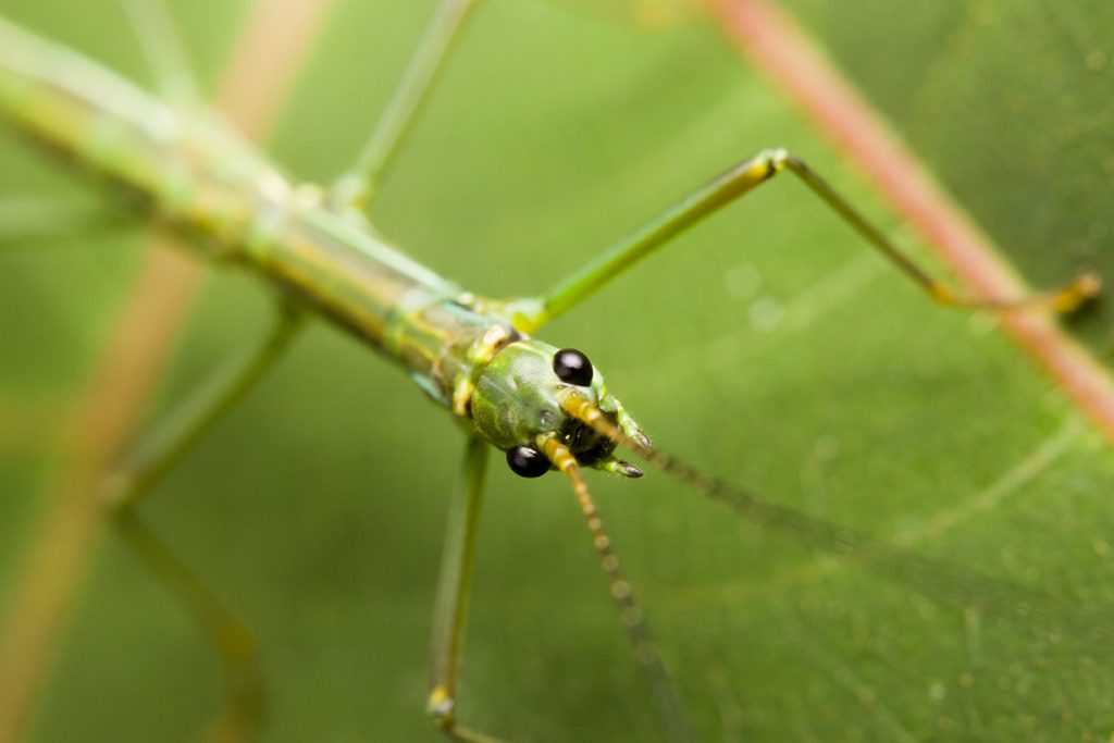 Stick Insects As Pets The vetnpet Blog