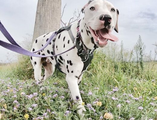 Dalmatian dog walking in amongst flowers