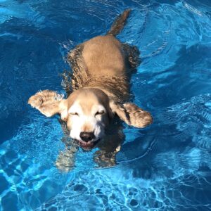 A dog enjoying a swim in the pool. Making sure the pool is safe for dogs is essential. 