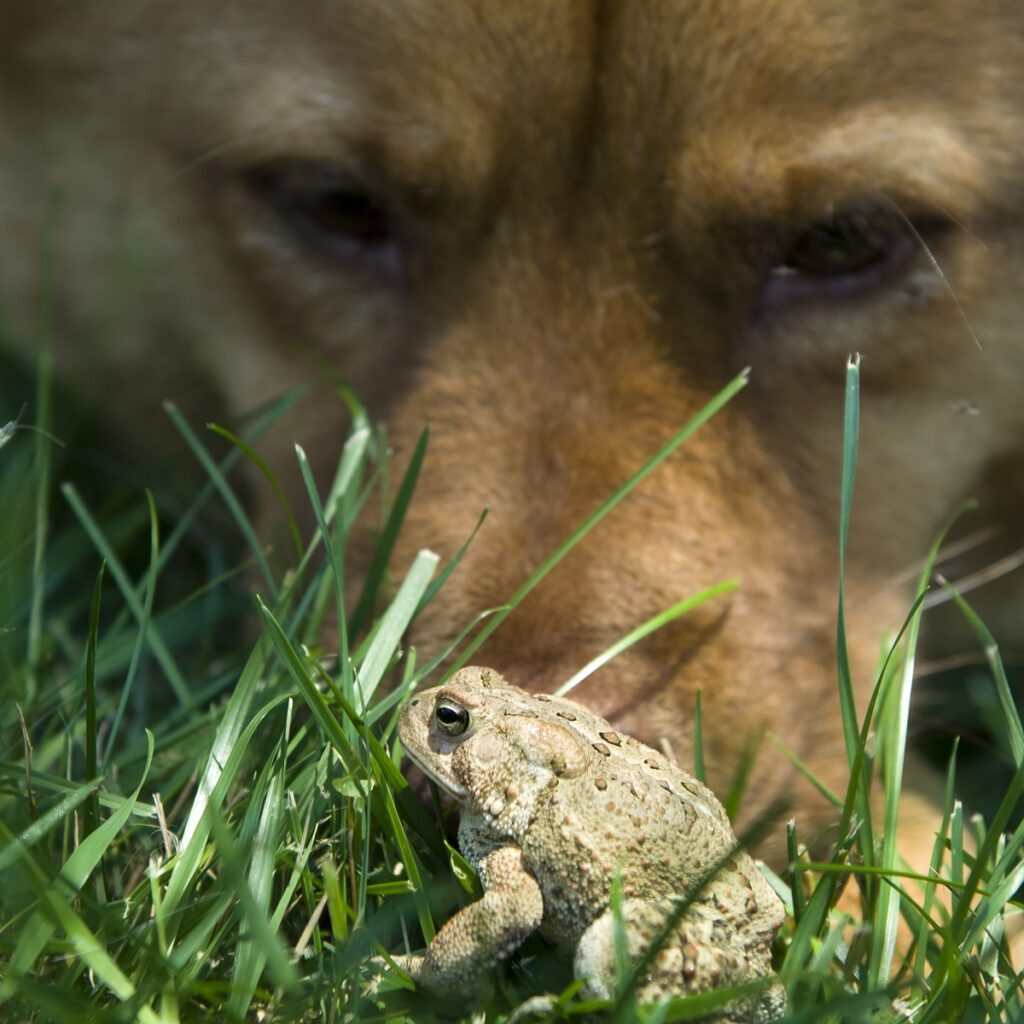 Cane toads can kill dogs. Know the signs and first aid steps to help your dog if poisoning occurs. 