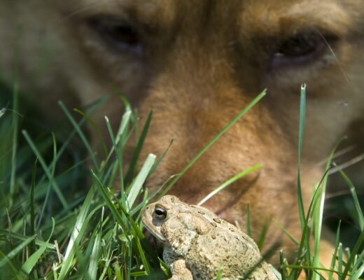 Why are cane toads dangerous to dogs. Know the signs of cane toad poisoning.