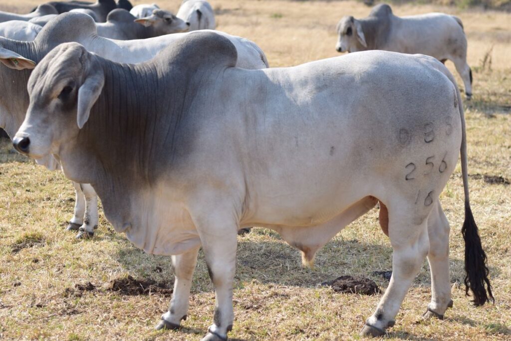 Bos indicus cattle like Brahmans are less susceptible to the cattle tick and tick fever