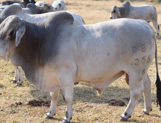 Brahman cattle are less susceptible to the cattle tick and tick fever