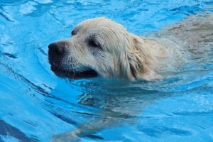 Dog learning to swim in a pool