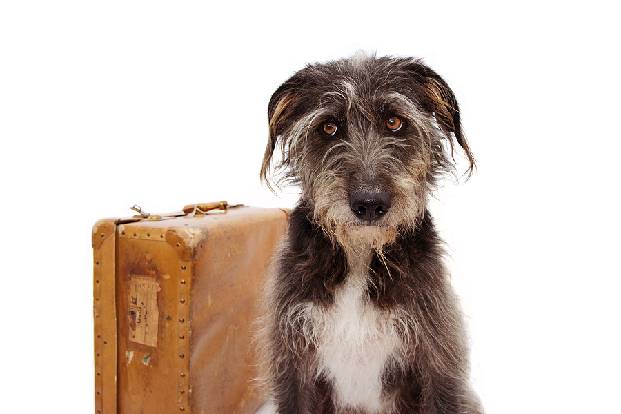 A sad dog that can not go on holidays with their family. What should you do with your pet while you're away. 