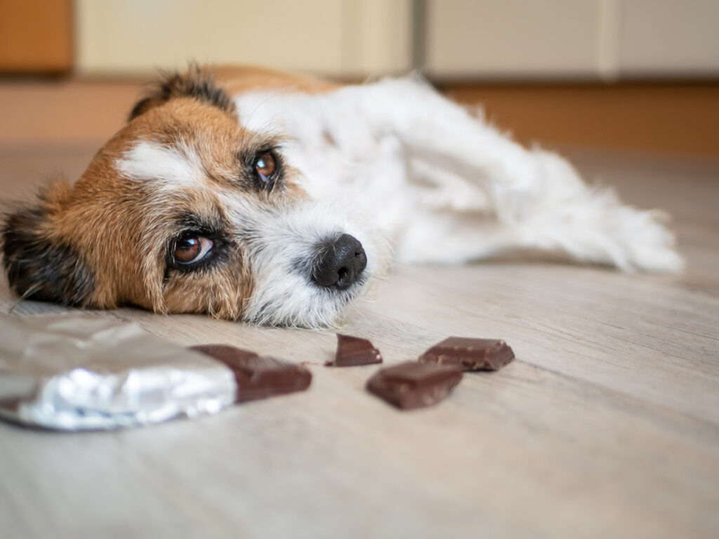 A dog that eats chocolate suffering chocolate toxicity and feeling very unwell. 