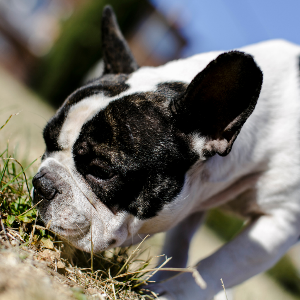 Scent games are great fun and provide enrichment for your dog