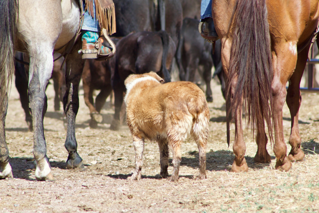 A herding dog working with their master to muster cattle