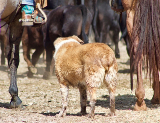 A herding dog working with their master to muster cattle