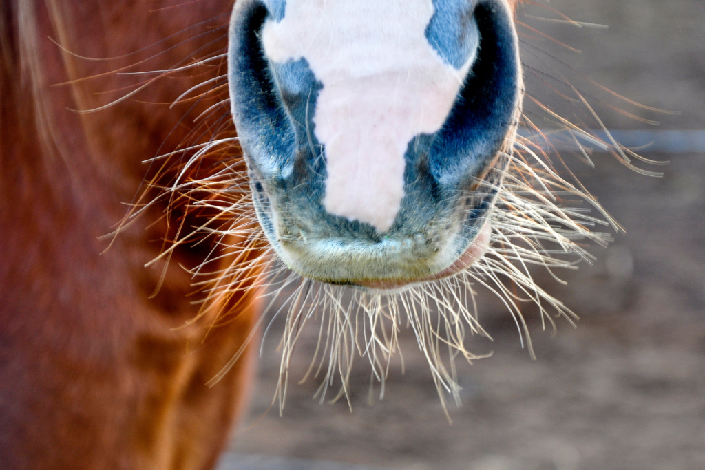 Horse whiskers are an important sensory tool for horses