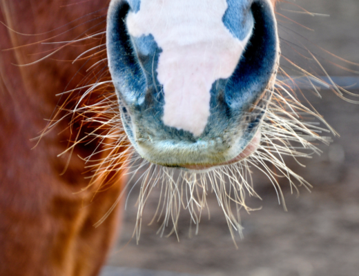 horse whiskers are important