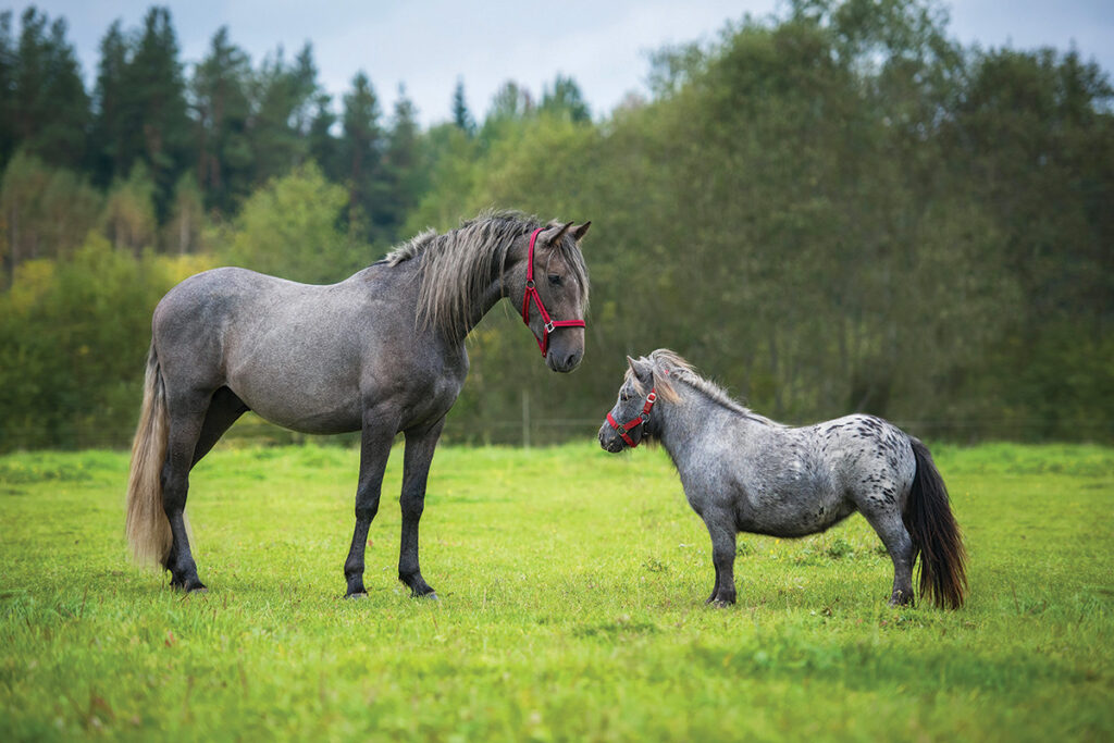 A horse and pony together.