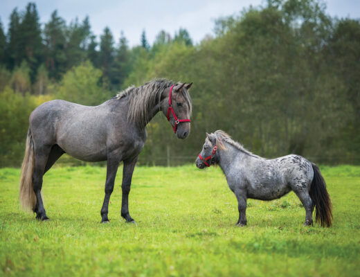 A horse and pony together