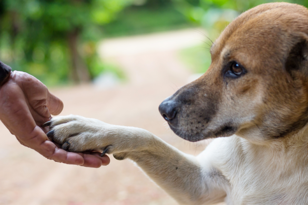 A dog shaking hands with a person