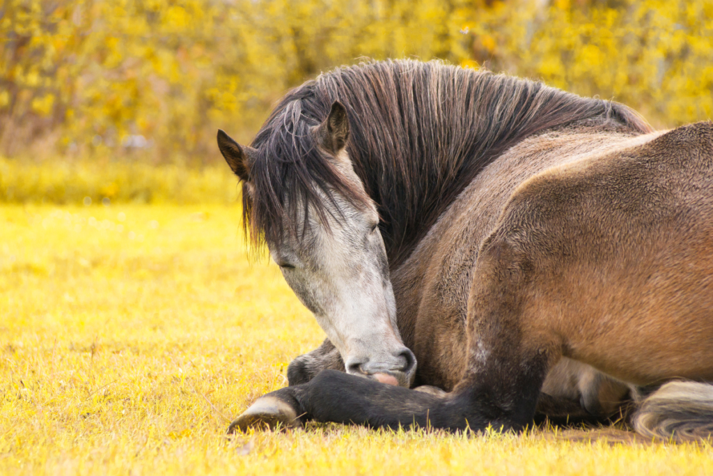 A horse lying down sleeping 