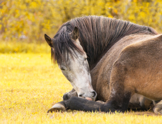 A horse lying down sleeping