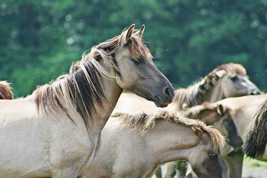 Brumbies in the wild 