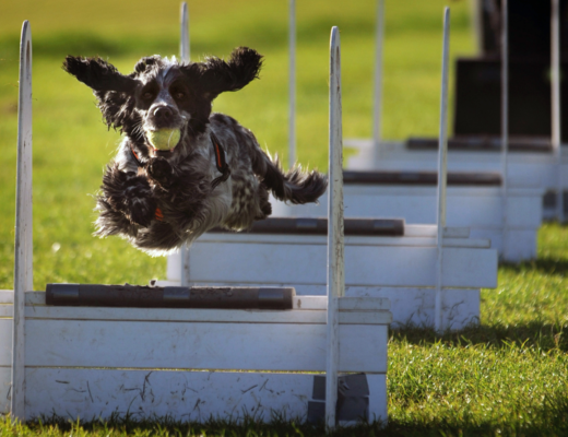 A dog enjoying Flyball as a sport